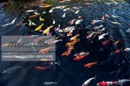 Koi carp in pond