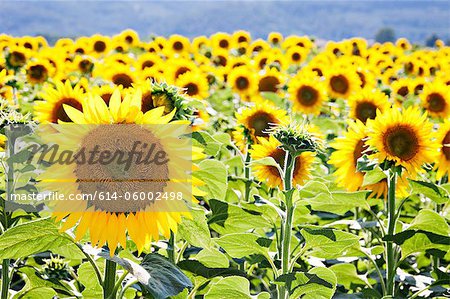 Field of sunflowers, close up