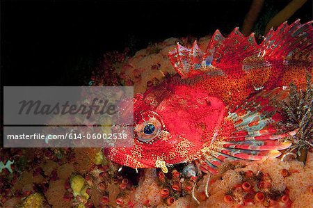 Close-up of Red Irish Lord