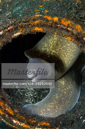 Moray Eel hiding in Litter