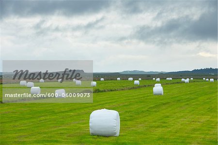 Balles de foin, Varmaland, Snæfellsbær, Islande