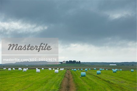 Balles de foin, Varmaland, Snæfellsbær, Islande