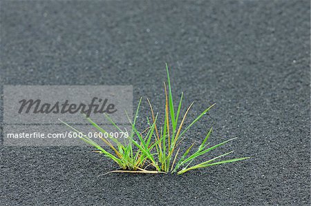 Herbe, cendre volcanique, Eyjafjallajokull, South Iceland, Islande