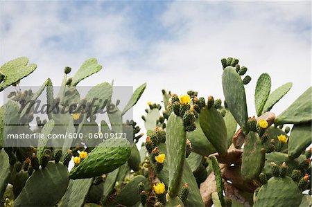 Indian Fig Cactus, Ginostra, Stromboli Island, Aeolian Islands, Italy