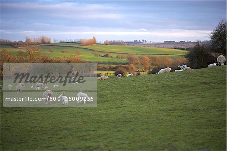 Moutons paissant dans les collines, Scunthorpe, Lincolnshire, Angleterre