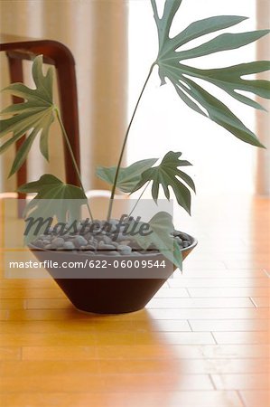 Plant In Bowl Shaped Pot Covered With Pebbles