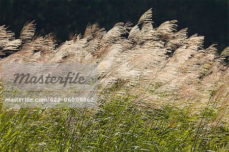 Storm In Field