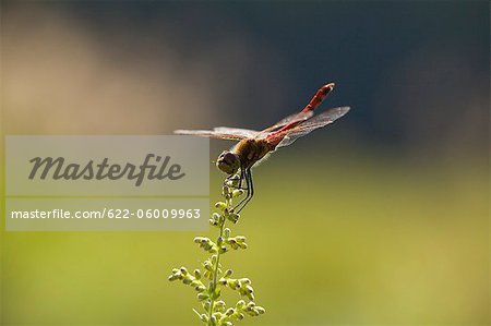 Libellule sur plante