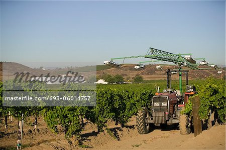 Agricultural sprinkler in vineyard