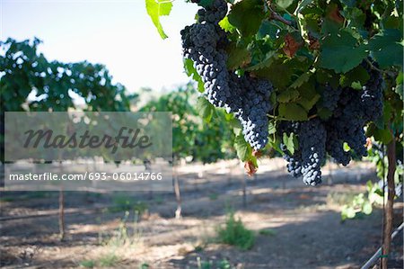 Raisins dans les vignes