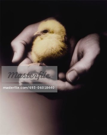 Man holding chick in cupped hands, (close-up)