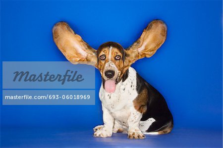 Basset hound with ears extended