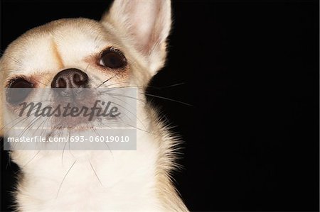 Chihuahua, Nahaufnahme