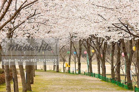 Cherry blossom at Kasagi park, Kyoto, Japan