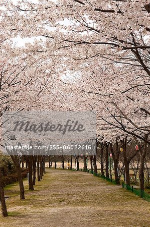Cherry blossom at Kasagi park, Kyoto, Japan