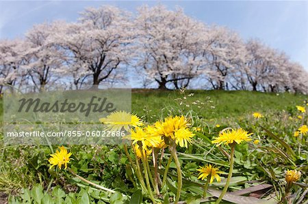 Cerisiers en fleurs le long de la rivière, Yahata, Kyoto, Japon