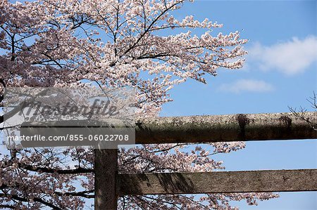 Cherry blossom with torii gate in the foreground at ancient castle of Sasayama, Hyogo Prefecture, Japan