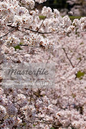 Fleur de la cerise à Sasayama, préfecture de Hyogo, Japon