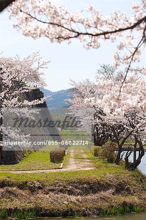 Fleur de la cerise à l'ancien château de Sasayama, préfecture de Hyogo, Japon