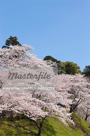 Fleur de la cerise à l'ancien château de Sasayama, préfecture de Hyogo, Japon
