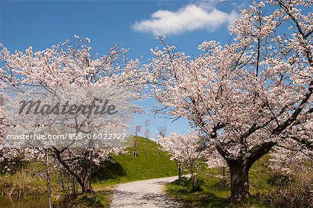Kirschblüte im alten Schloss von Sasayama, Hyogo-Präfektur, Japan
