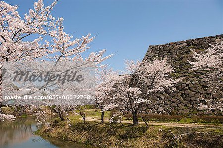 Fleur de la cerise à l'ancien château de Sasayama, préfecture de Hyogo, Japon