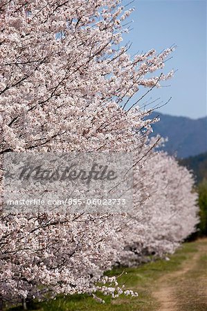 Fleur de la cerise à Sasayama, préfecture de Hyogo, Japon