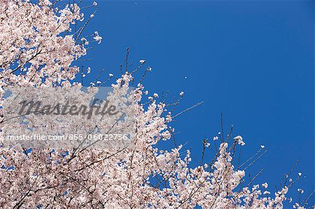 Fleur de la cerise à Sasayama, préfecture de Hyogo, Japon
