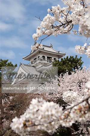 Fleur de la cerise à l'ancien château de Nagahama, préfecture de Shiga, Japon