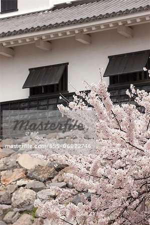 Fleur de la cerise à l'ancien château de Nagahama, préfecture de Shiga, Japon