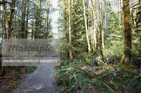 Sproat Lake Provincial Park, Port Alberni, Vancouver Island, British Columbia, Canada