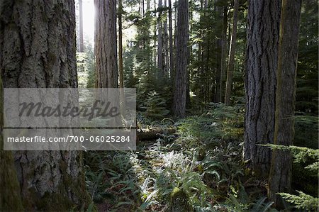 Cathedral Grove, MacMillan Provincial Park, Vancouver Island, British Columbia, Canada Cathedral Grove, MacMillan Provincial Park, Vancouver Island, British Columbia, Canada