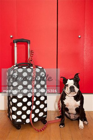 Chien et valise à pois