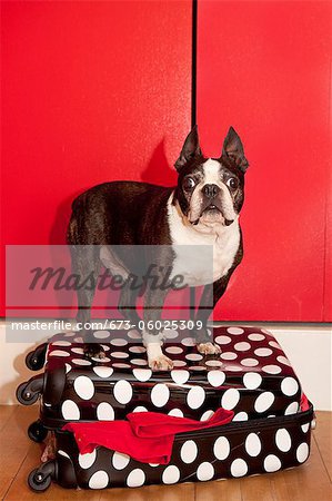 Dog standing on suitcase