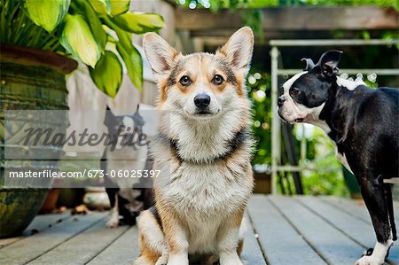 Trois chiens debout sur une terrasse en plein air