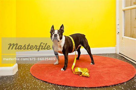 Boston Terrier mit Maßband