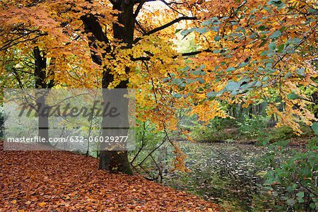 Herbst Blätter auf den Bäumen am Gestade