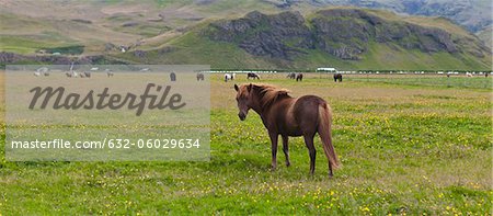 Icelandic horse in pasture, Iceland