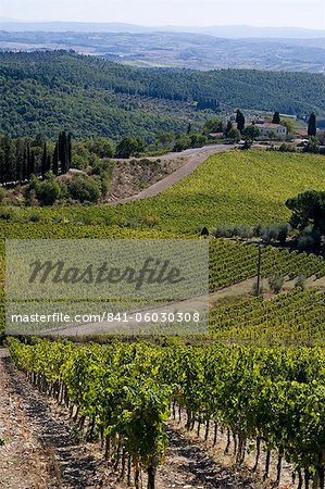 Blick über die Weinberge in Chianti, Toskana, Italien, Europa