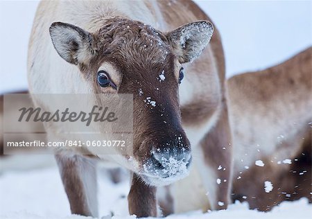 Jeune renne (Rangifer tarandus), pâturage, île Kvaloya, Troms, Norvège du Nord, Scandinavie, Europe