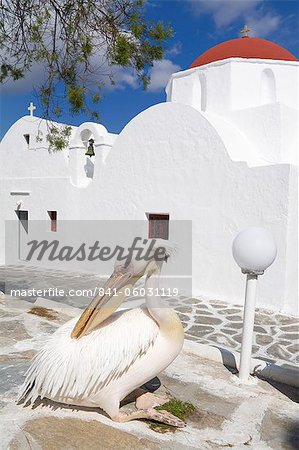 White pelican in Mykonos Town, Island of Mykonos, Cyclades, Greek Islands, Greece, Europe