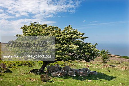 Schafherde unter Schutz vor der heißen Sonne unter einem Baum Weißdorn, Exmoor, Somerset, England, Vereinigtes Königreich, Europa