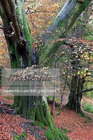 Autumnal woodland scene near Grasmere, Lake District National Park, Cumbria, England, United Kingdom, Europe