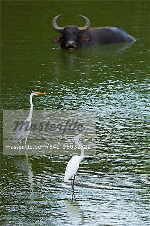 Grande Aigrette, héron cendré et le buffle dans un étang au Parc National Quentin, anciennement Yala East, Quentin, Province orientale, Sri Lanka, Asie