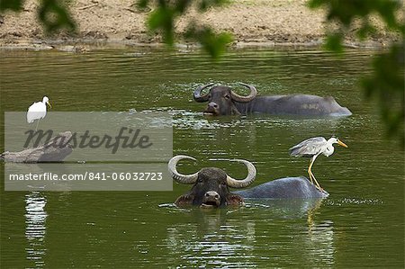 Silberreiher, Graureiher und Buffalo in einem Teich bei Kumana Nationalpark, ehemals Yala East, Kumana, Eastern Province, Sri Lanka, Asien