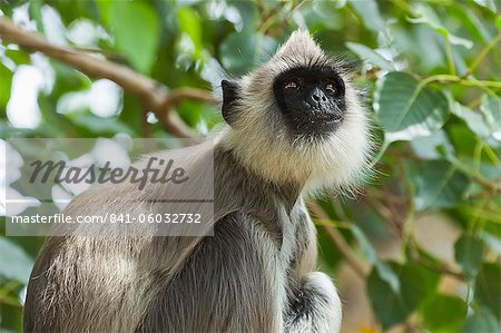 Grau (Hanuman) Hanuman-Langur-Affen in dieser heiligen Wallfahrt Stadt, oft betteln in Tempeln, Kataragama, Uva Provinz, Sri Lanka, Asien