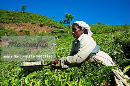 Tamil worker on a tea plantation, Munnar, Kerala, India, Asia