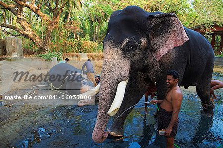 Guruvayur, centre de l'éléphant, formation pour le temple parade, Kerala, Inde, Asie