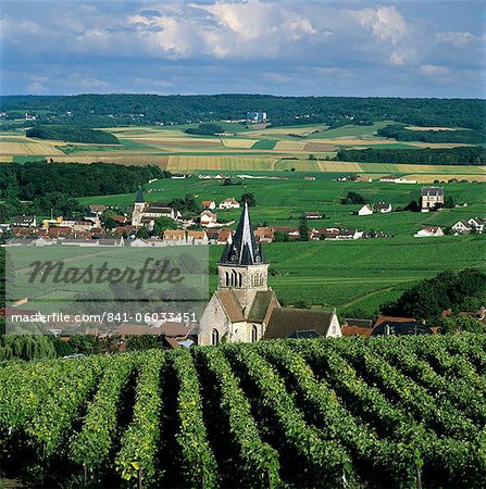 Champagne vineyards, Ville-Dommange, near Reims, Champagne, France, Europe