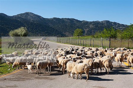 Sheep on road, Omalos Plain, Chania region, Crete, Greek Islands, Greece, Europe